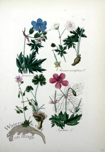 Deutschlands Flora 13